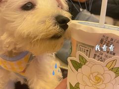 -翊宠yipet猫狗购宠庄园犬舍•猫舍