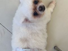 -怪兽屋·羊驼·猫咖·狗咖(俊华广场店)