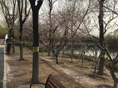 -大兴滨河森林公园