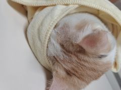 -谐和贝康宠物医院24小时·宠保定点(急重症转诊中心)