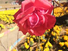 -松山湖梦幻百花洲