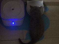 -猫大福·Fortune Cat猫舍(百子湾店)