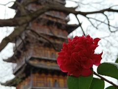 -常熟方塔园
