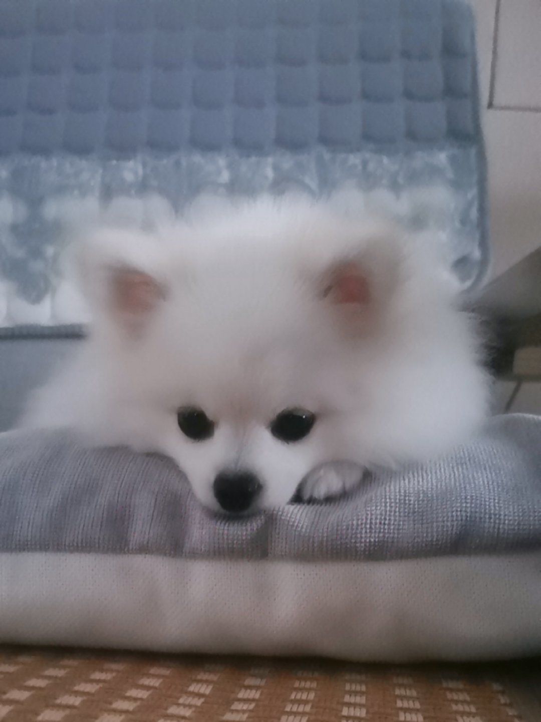 我的小可爱,你是困了吗,那就美美的睡一觉