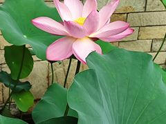 -常州古运河南大街文化旅游区-人民公园