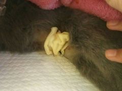 -瑞鹏宠物医院·爱宠堂·骨外专科(西荷分院)