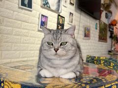 -平行世界·猫咖(首经贸店)