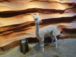 -酷嗒动物文化乐园(cutezoo西溪乐天城店)