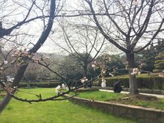 -武汉大学-樱园