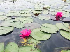-陶辛水韵