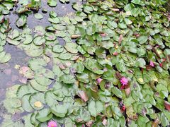 -池杉湖湿地公园