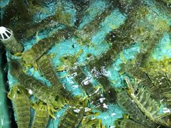 -渔民新村(番禺总店)