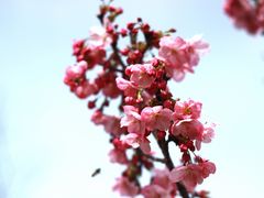 -顾村公园