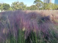 -艾溪湖湿地公园