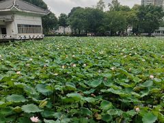 -荔湾湖公园