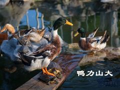 -龙华寺