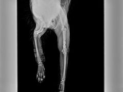 -萌兽医馆·宠物医院·猫骨科(创景店)