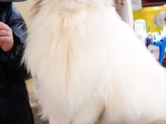 -momokira米努特·德文卷毛猫·棉花面纱犬