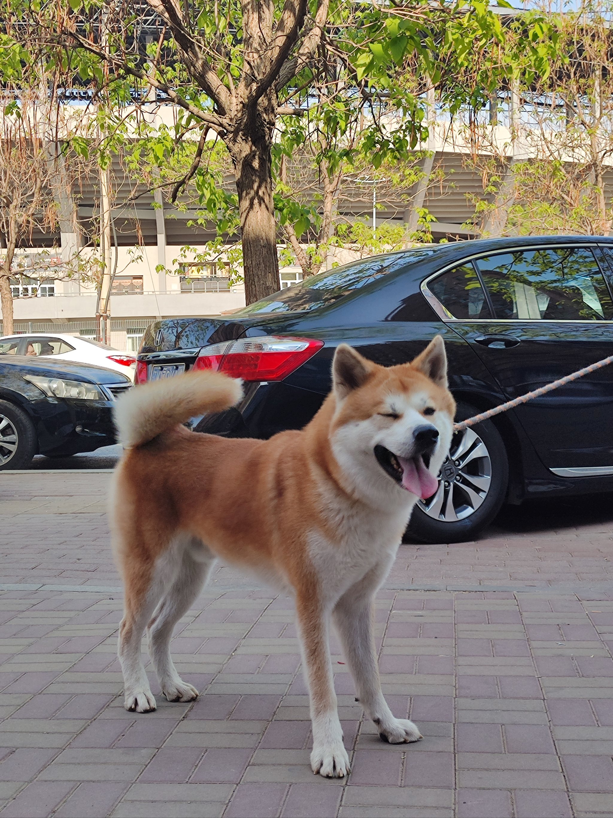 废物柴犬原图图片