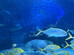 -太平洋海底世界