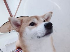 -共舞时光猫咖·狗咖(新街口店)