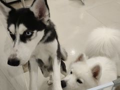 -共舞时光猫咖·狗咖(新街口店)