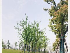 -九龙湖公园