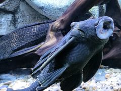 -上海海洋水族馆