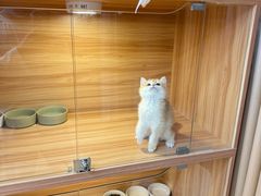 -猫十亿·布偶金渐层·曼基康矮脚猫舍(青年路店)