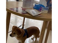 -艾贝尔宠物医院·宠保定点·超声绝育·免疫点(樱花路店)