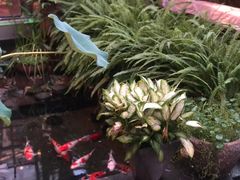 -花影小筑餐厅