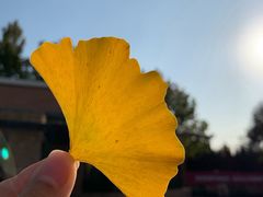 -大兴滨河森林公园