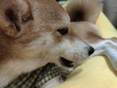 -逗柴咖啡屋·狗咖猫咖宠物桌游