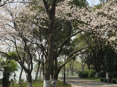 -金鸡湖桃花岛