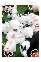 -萌宠亲子动物乐园(槐房万达店)