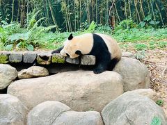 -广州长隆野生动物世界