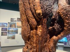 -浙江自然博物院(杭州馆)