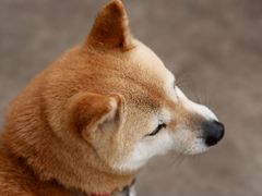 -柴犬高等学院·狗咖·柴犬售卖·宠物训练