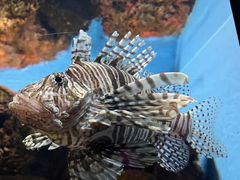 -上海海洋水族馆