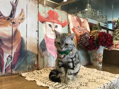 -共舞时光猫咖·狗咖(新街口店)
