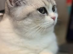-欣宠猫屋·矮脚拿破仑·蓝金金渐层