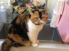 -宠爱国际动物医院· 猫科· 外科·中兽医(长白店)