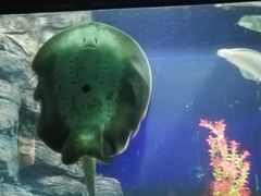 -苏州海洋馆