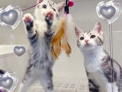 -lincat·猫舍(广州店)