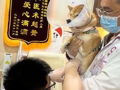 -宠爱国际动物医院·消化内科·心肾内科·ISFM猫友好(望京店)