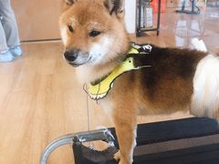 -南京Hallo宠物乐园·哈罗犬舍·柴犬繁育基地