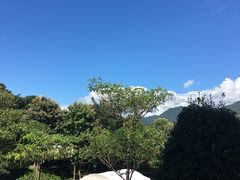 景点-大树秋千