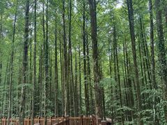 景点-山王坪喀斯特国家生态公园