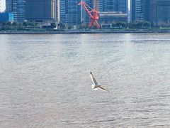 -丹东路渡口(轮渡站)