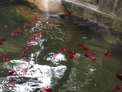 -西安国际创新人才交流中心•药浴温泉